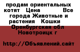 продам ориентальных котят › Цена ­ 5 000 - Все города Животные и растения » Кошки   . Оренбургская обл.,Новотроицк г.